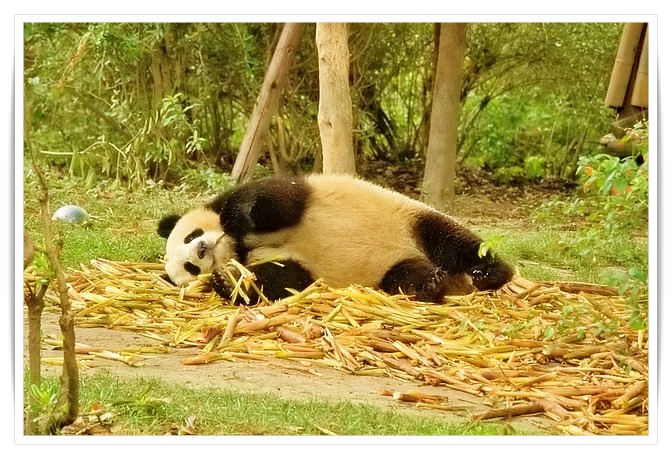 la giornata del panda