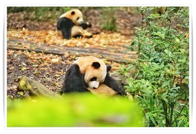 la giornata del panda