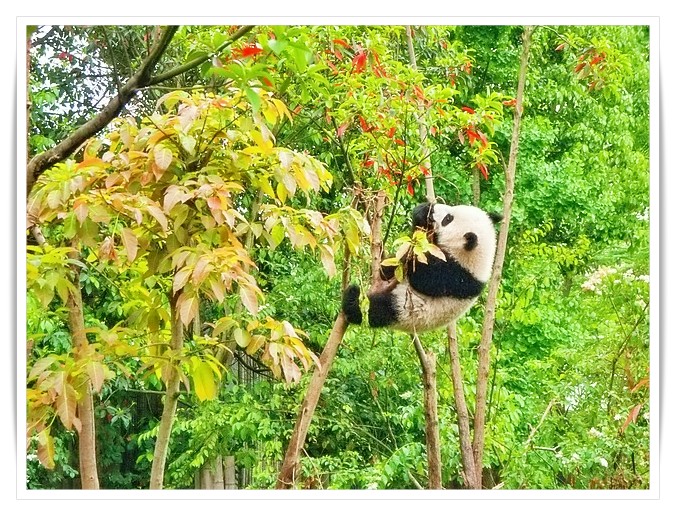 16 Marzo, la Giornata del Panda: impariamo a conoscere e proteggere questa specie in pericolo di estinzione